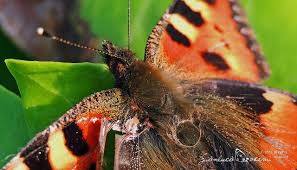 Attēlu rezultāti vaicājumam “Aglais urticae underside”