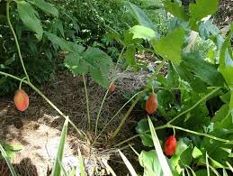 Attēlu rezultāti vaicājumam “Podophyllum hexandrum fruit”
