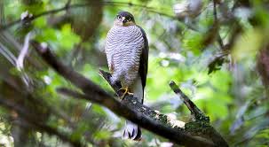 Attēlu rezultāti vaicājumam “Accipiter nisus male”
