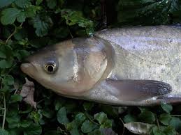 Image result for Hypophthalmichthys molitrix