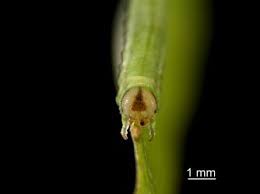 Attēlu rezultāti vaicājumam “Nematus salicis larva”