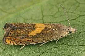 Attēlu rezultāti vaicājumam “Dichrorampha simpliciana”