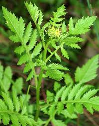 Attēlu rezultāti vaicājumam “Rorippa palustris”