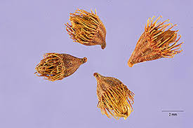 Attēlu rezultāti vaicājumam “Agrimonia eupatoria fruit”