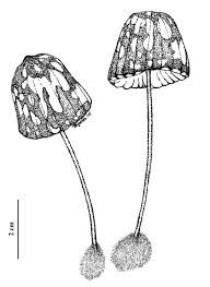 Attēlu rezultāti vaicājumam “Marasmius sp.”