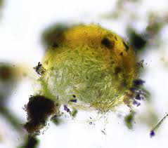 Attēlu rezultāti vaicājumam “Nostoc pruniforme macro”