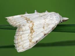 Attēlu rezultāti vaicājumam “Nola aerugula”