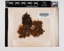 Attēlu rezultāti vaicājumam “Cephaloziella hampeana”