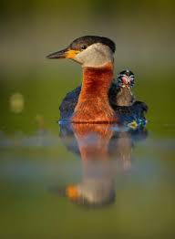 Attēlu rezultāti vaicājumam “Podiceps grisegena adult”