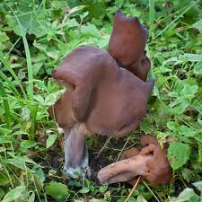 Attēlu rezultāti vaicājumam “Gyromitra infula”