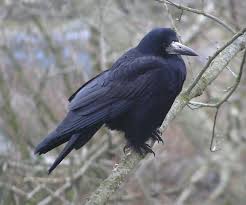 Attēlu rezultāti vaicājumam “Corvus frugilegus”