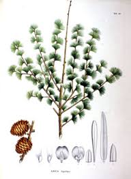 Attēlu rezultāti vaicājumam “Larix kaempferi female flower”