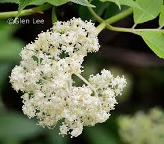 Attēlu rezultāti vaicājumam “Sambucus racemosa flower”