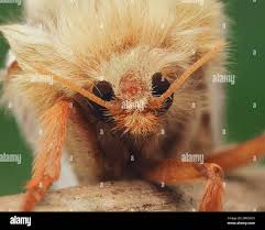 Attēlu rezultāti vaicājumam “Hepialus humuli male”