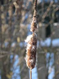 Image result for Rohrkolben