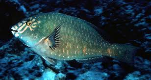 Image result for Calotomus carolinus