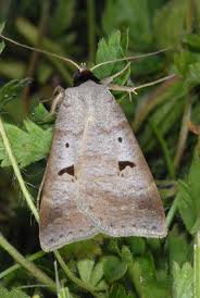 Attēlu rezultāti vaicājumam “Lygephila pastinum”