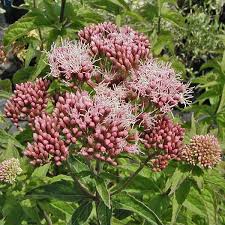 Image result for Eupatorium cannabinum