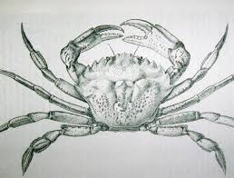 Image result for Carcinus maenas