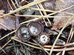 Attēlu rezultāti vaicājumam “Cyathus striatus”