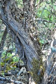 Attēlu rezultāti vaicājumam “Crataegus x macrocarpa leaf”