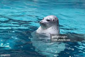 Image result for Pusa hispida