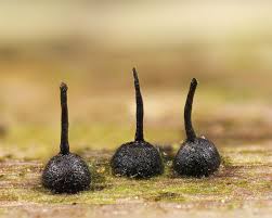 Attēlu rezultāti vaicājumam “Melanospora lagenaria”