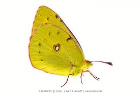 Attēlu rezultāti vaicājumam “Colias croceus”