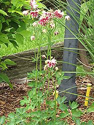 Image result for Aquilegia vulgaris `Nora Barlow`