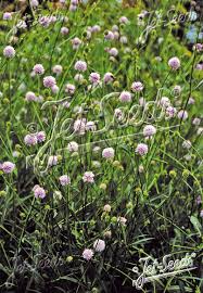 Image result for Succisella inflexa