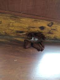 Attēlu rezultāti vaicājumam “Stemonitis flavogenita spores”