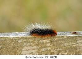 Attēlu rezultāti vaicājumam “Arctia caja larva”