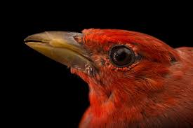 Image result for Piranga rubra