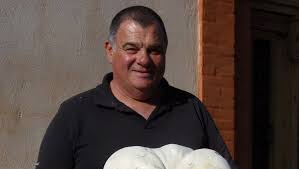 Attēlu rezultāti vaicājumam “Langermania gigantea”