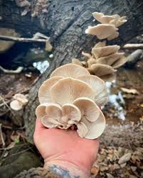 Attēlu rezultāti vaicājumam “Pleurotus ostreatus”