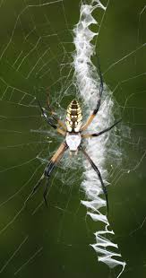 Image result for spider