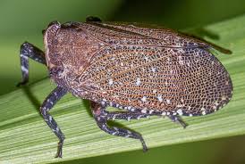 Attēlu rezultāti vaicājumam “Fuligo licentii macro”