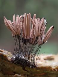 Attēlu rezultāti vaicājumam “Stemonitis pallida var. rubescens spores”