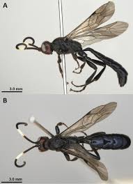 Attēlu rezultāti vaicājumam “Ichneumonidae”