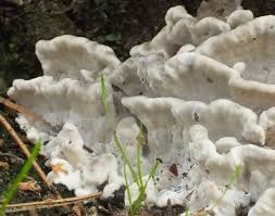 Attēlu rezultāti vaicājumam “Bjerkandera adusta”