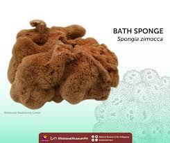 Attēlu rezultāti vaicājumam “Spongia”