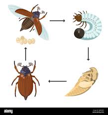 Attēlu rezultāti vaicājumam “Melolontha hippocastani imago”