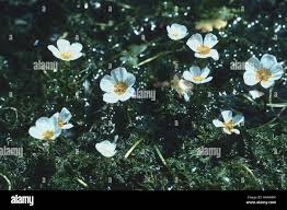 Attēlu rezultāti vaicājumam “Batrachium circinatum leaf”