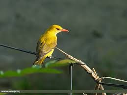 Attēlu rezultāti vaicājumam “Oriolus oriolus”