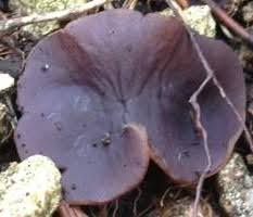 Attēlu rezultāti vaicājumam “Ombrophila violacea spores”