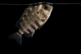 Image result for Archosargus probatocephalus