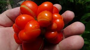 Afbeeldingsresultaat voor voyage tomato