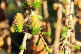 Attēlu rezultāti vaicājumam “Larix decidua flower”