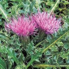Attēlu rezultāti vaicājumam “Cirsium acaule flower”
