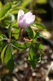 Attēlu rezultāti vaicājumam “Anemone nemorosa bud”